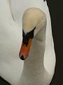 Mute swan, Winter, Hampstead Heath P1070530